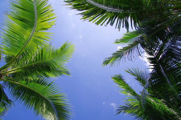 Green palm tree on blue sky background