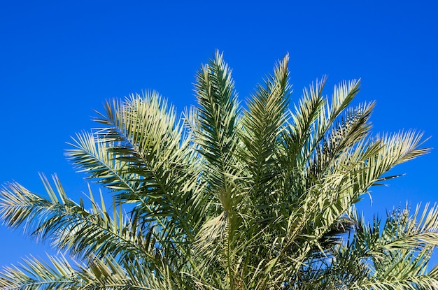 Green palm tree on blue sky background