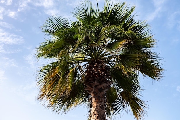 Green palm tree on blue sky background