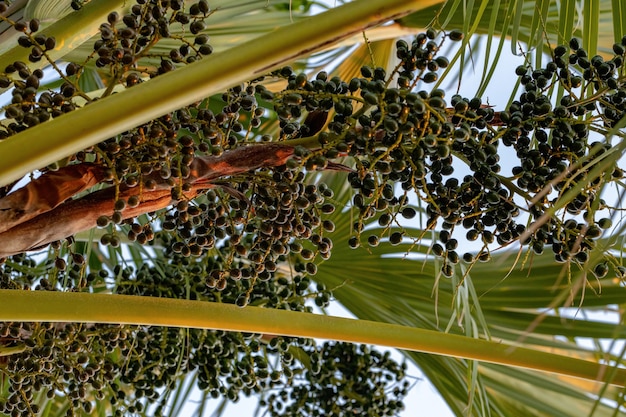 Зеленая пальма семейства Arecaceae с плодами