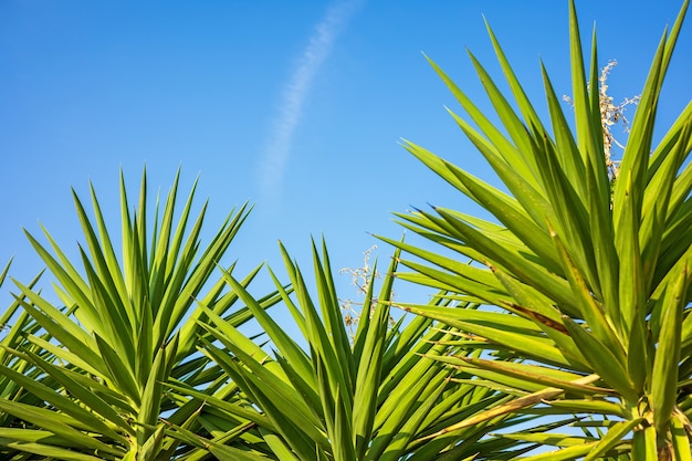 Green palm tree leaves on a blue sky background