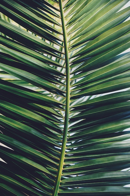Green palm tree leaves in spring season