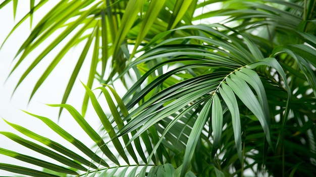 Green Palm Tree Leaves