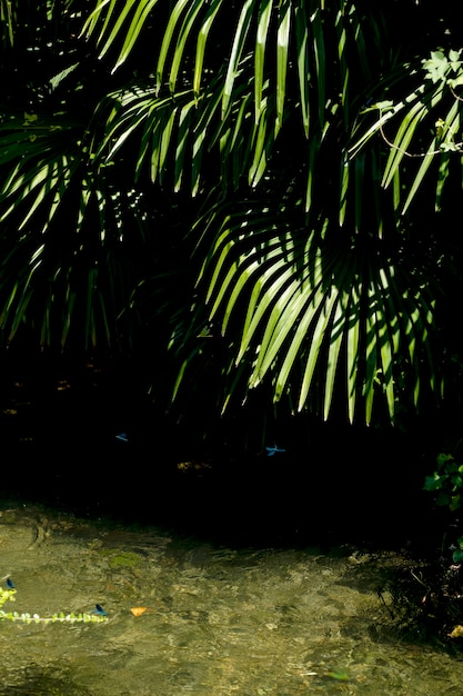 Green palm tree over the river and blue dragonflies fly around