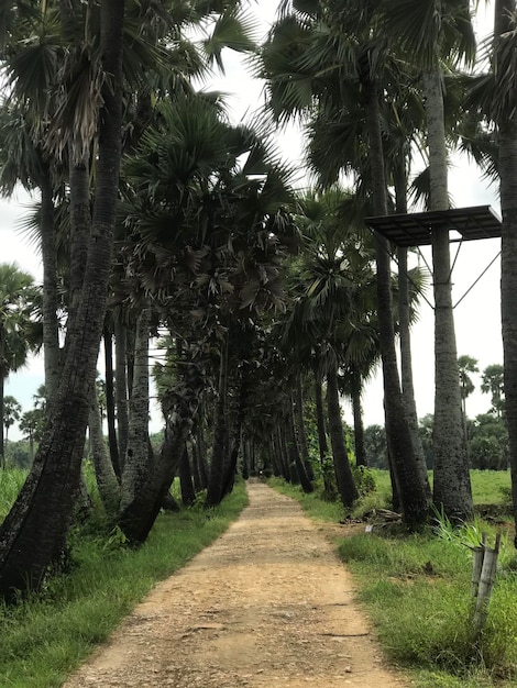 Foto palma verde e la strada