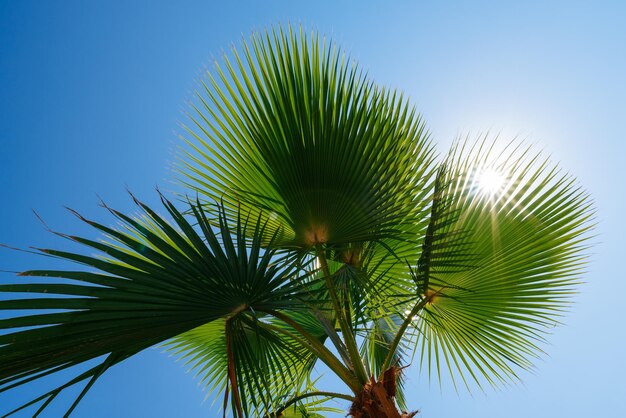 Green palm tree and sun rays