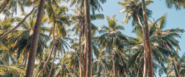 Зеленые пальмы на фоне закатного неба. Тропический лес джунглей с ярко-голубым небом, панорамной природой
