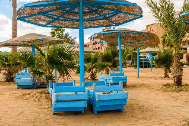 Green palm trees on beach of the Red sea