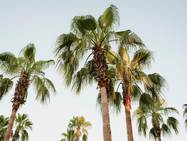 Зеленые пальмы под ясным небом Фото