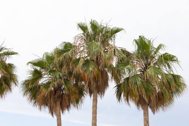 Зеленые пальмы и пасмурное небо