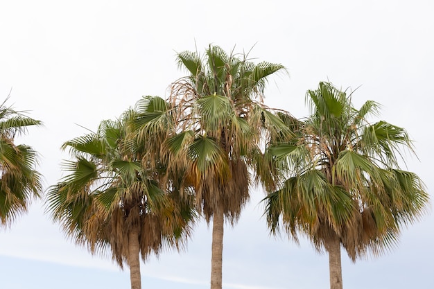 Green palm trees and cloudy sky