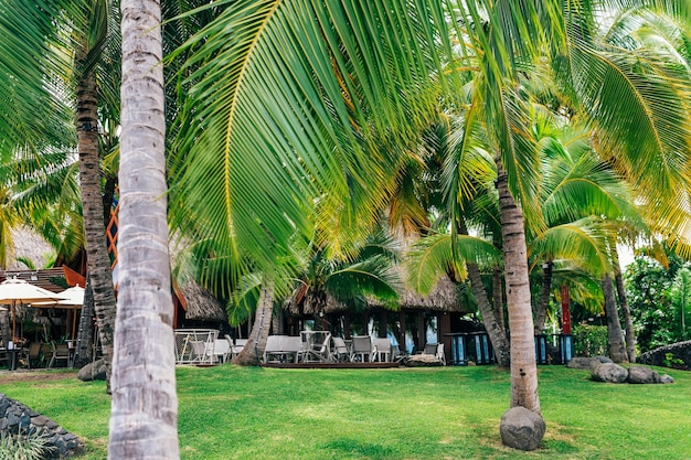 프랑스령 폴리네시아의 열대 도시 공원에 있는 푸른 야자수