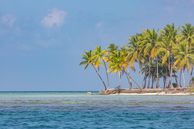 Green palm trees on a white sand beach. Exotic tropical landscape. Minimal beach banner, copy space