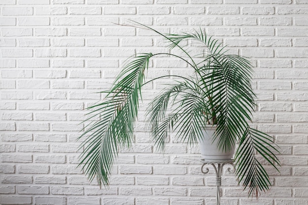 Photo green palm on a white brick background