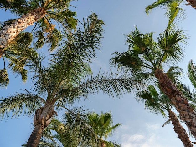 Photo green palms and blue sky