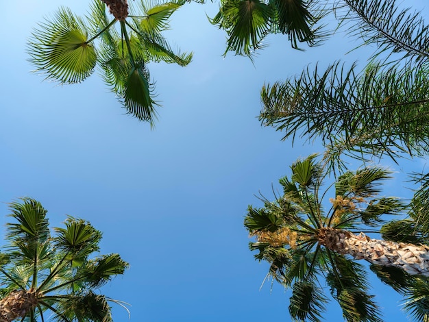 Green palms and blue sky