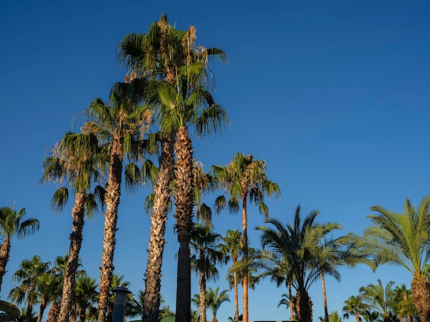 Photo green palms and blue sky