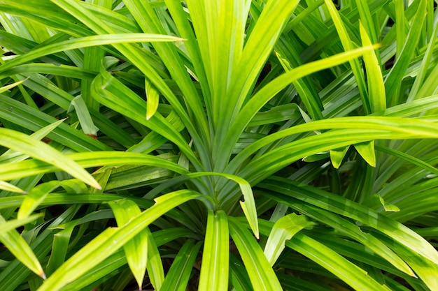 Фото Зеленые листья пандана в саду