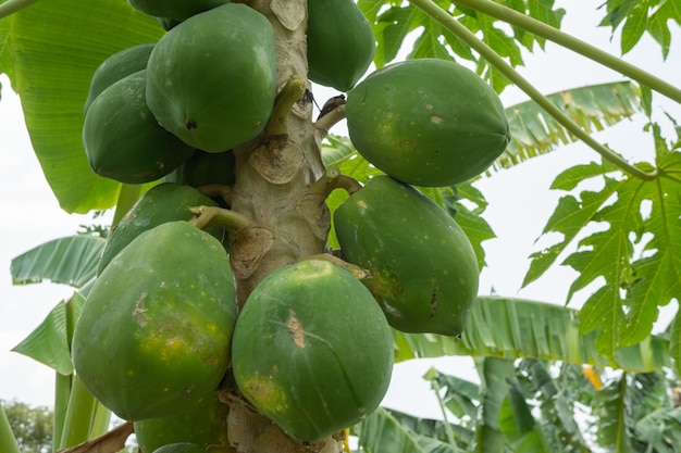 Green Papaya fruit at the papaya tree with unripe fruit in the vegetable garden