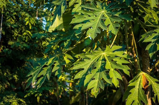 Green Papaya leaves papaya tree in the garden background thailand