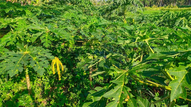 green papaya plant