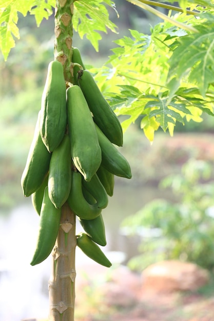 Фото Зеленый папайя, который не созрел на дереве