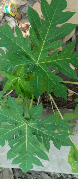 Green papaya tree leaves