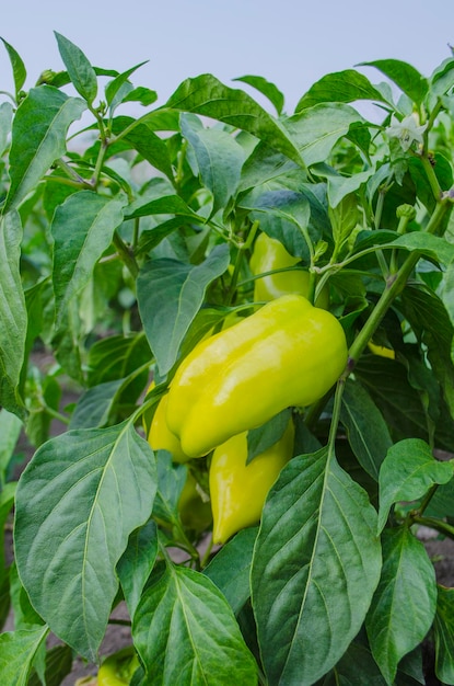 Green paprika on a bush in the garden