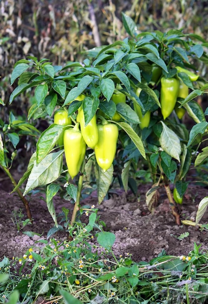 Green paprika plants growing in the garden