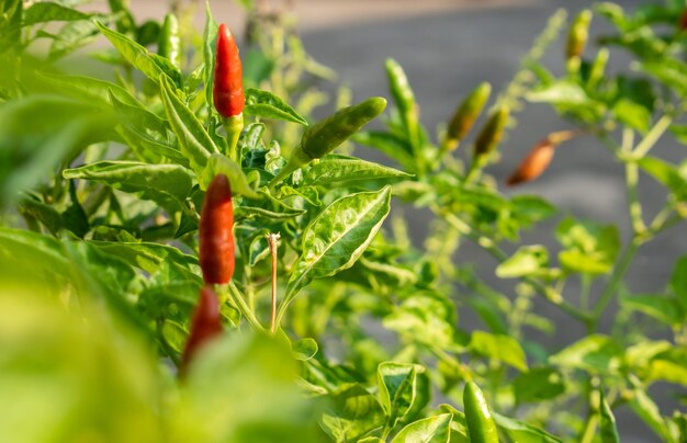 Foto paprika verde sull'albero in thailandia