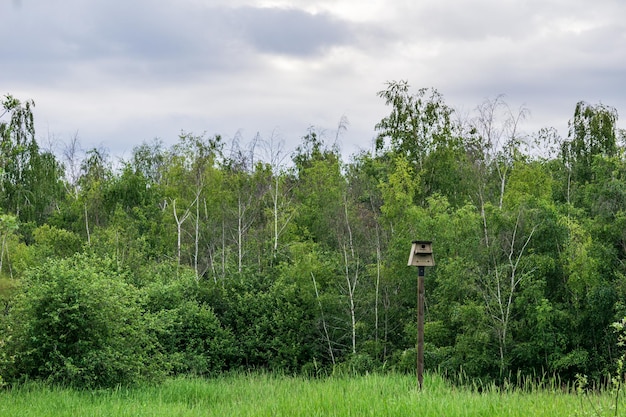 Parco verde con alberi d'estate