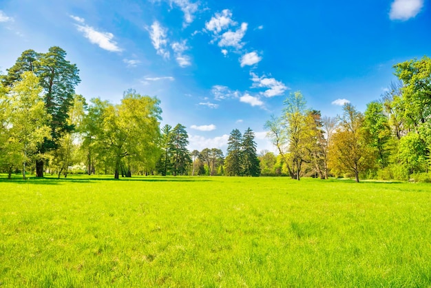 Green park forest with green trees