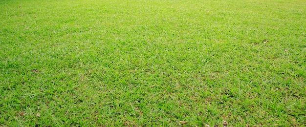 Green Park Green Park met grastuin en bomen om te oefenen en te ontspannen