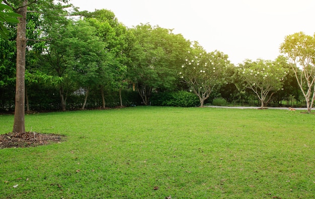 Green Park Green Park with Lawn garden and trees excercise and relax