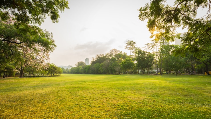 Photo green park and meadow in morning
