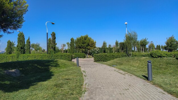 道路のある緑豊かな公園風景 美しい緑豊かな公園