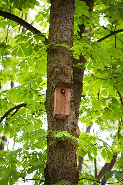 Green park in spring with birdhouse on tree trunk