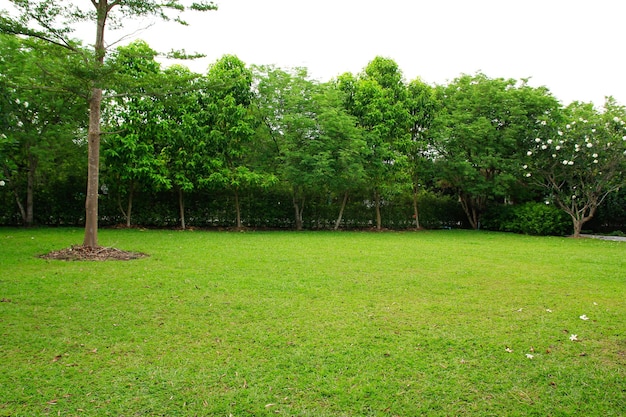 写真 緑の公園 草原と木