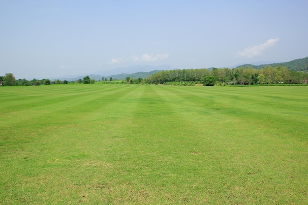 写真 緑の公園 草原と木