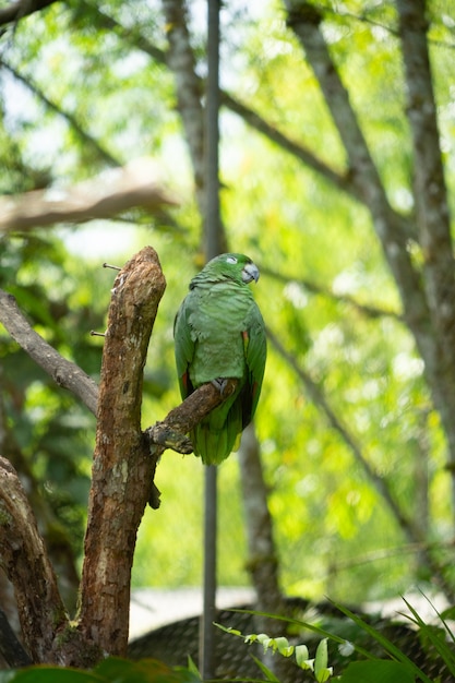 エクアドルのアマゾン地域の枝にいる緑のオウム