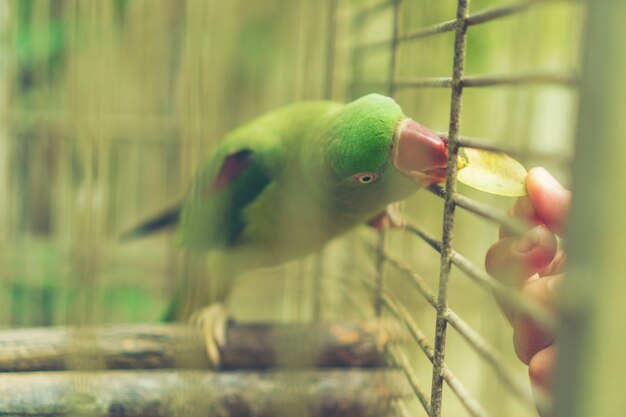 green Parrot in the cage