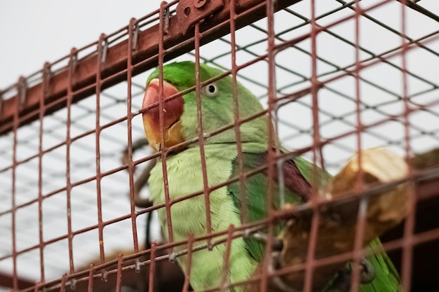Green parrot on a cell grate closeup