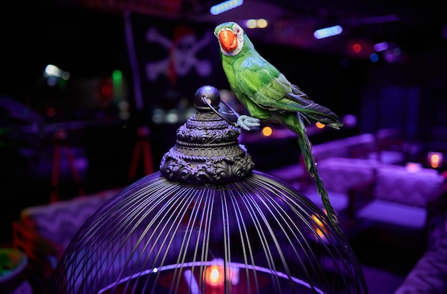 green parrot doll toy green parrot sits on a cage green parrot doll sits on a cage