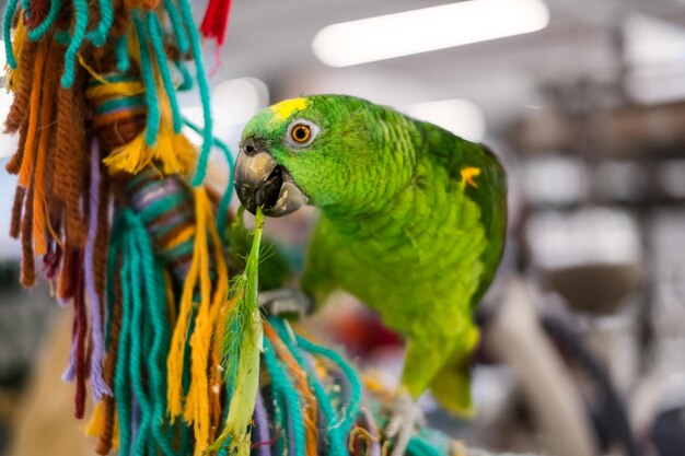 A green parrot eating a leaf