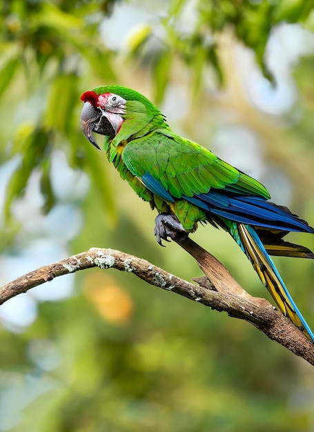 Зеленый попугай GreatGreen Macaw Ara ambigua Дикая редкая птица в природе