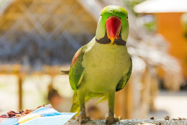 パンガン島タイの緑のオウムの肖像画エキゾチックなカラフルな鳥の立ちアラート