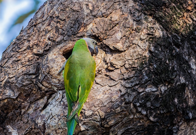 Green parrot on the tree, The nest of parrot