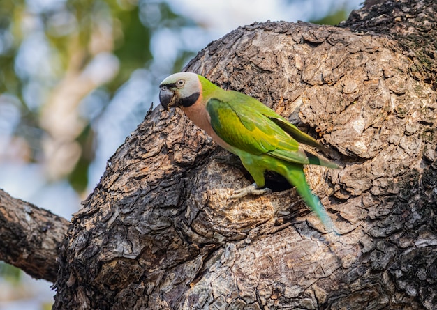 Green parrot on the tree, The nest of parrot