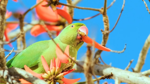 A green parrot with a carrot in its beak is sitting in a tree