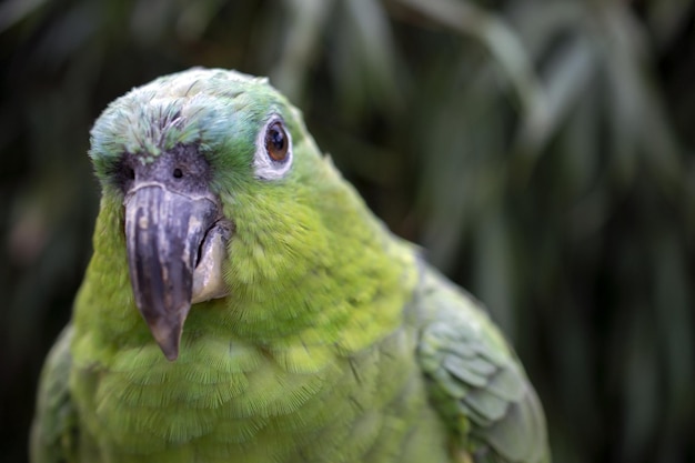 A green parrot with a large beak